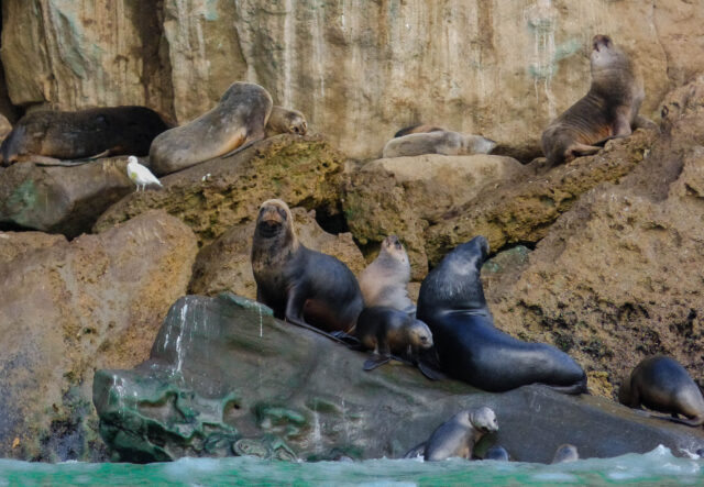 parque marino makenke