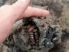 Encuentran los restos intactos de un oso que se extinguió hace 24 mil años