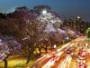 Los jacarandás llenan de color a la Ciudad de Buenos Aires