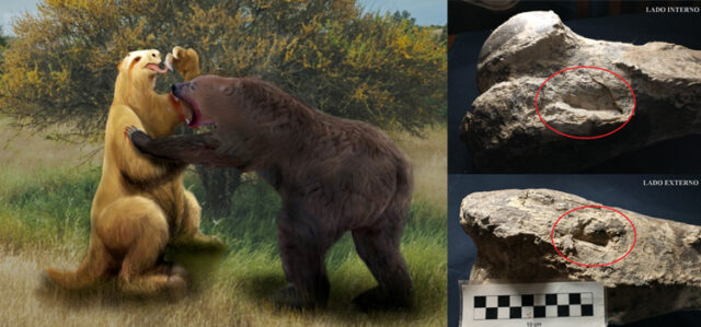 humero 2 _portada-perezoso-gigante