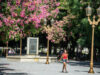 Florecieron los palos borrachos y ya se tiñen de rosa los parques y plazas de la Ciudad
