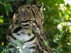 Regresa el ocelote, el tercer mayor felino de América